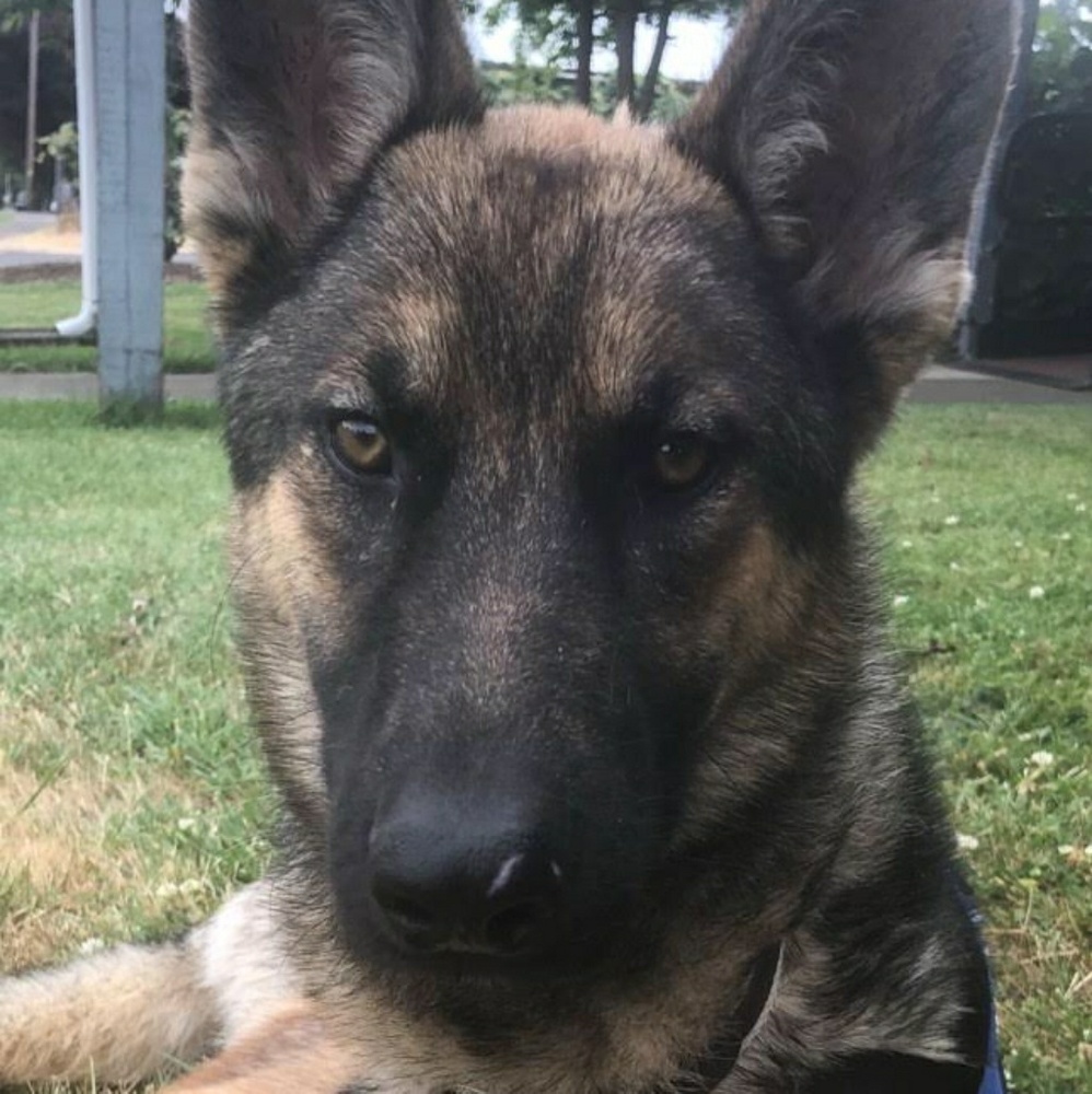 Meet your Posher, Vernon